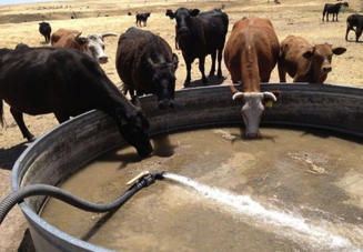 cows drinking at tank