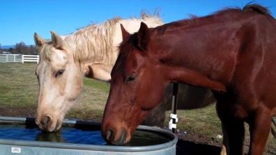 horsesdrinking